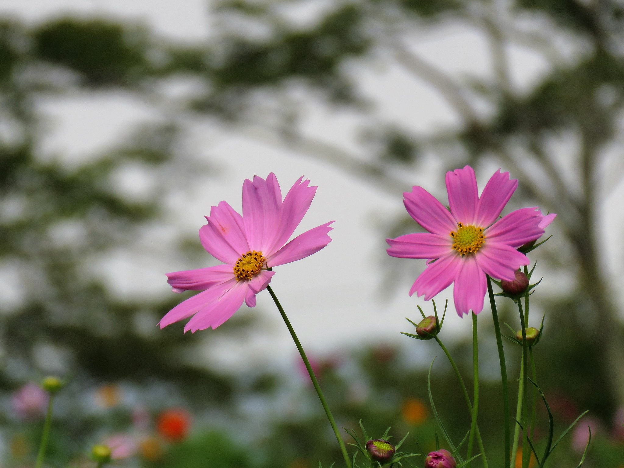秋桜