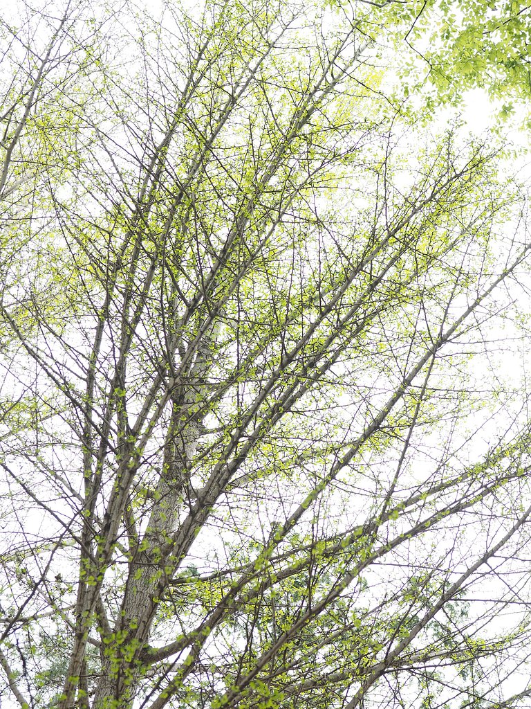 「LET IT GREEN」2017V2