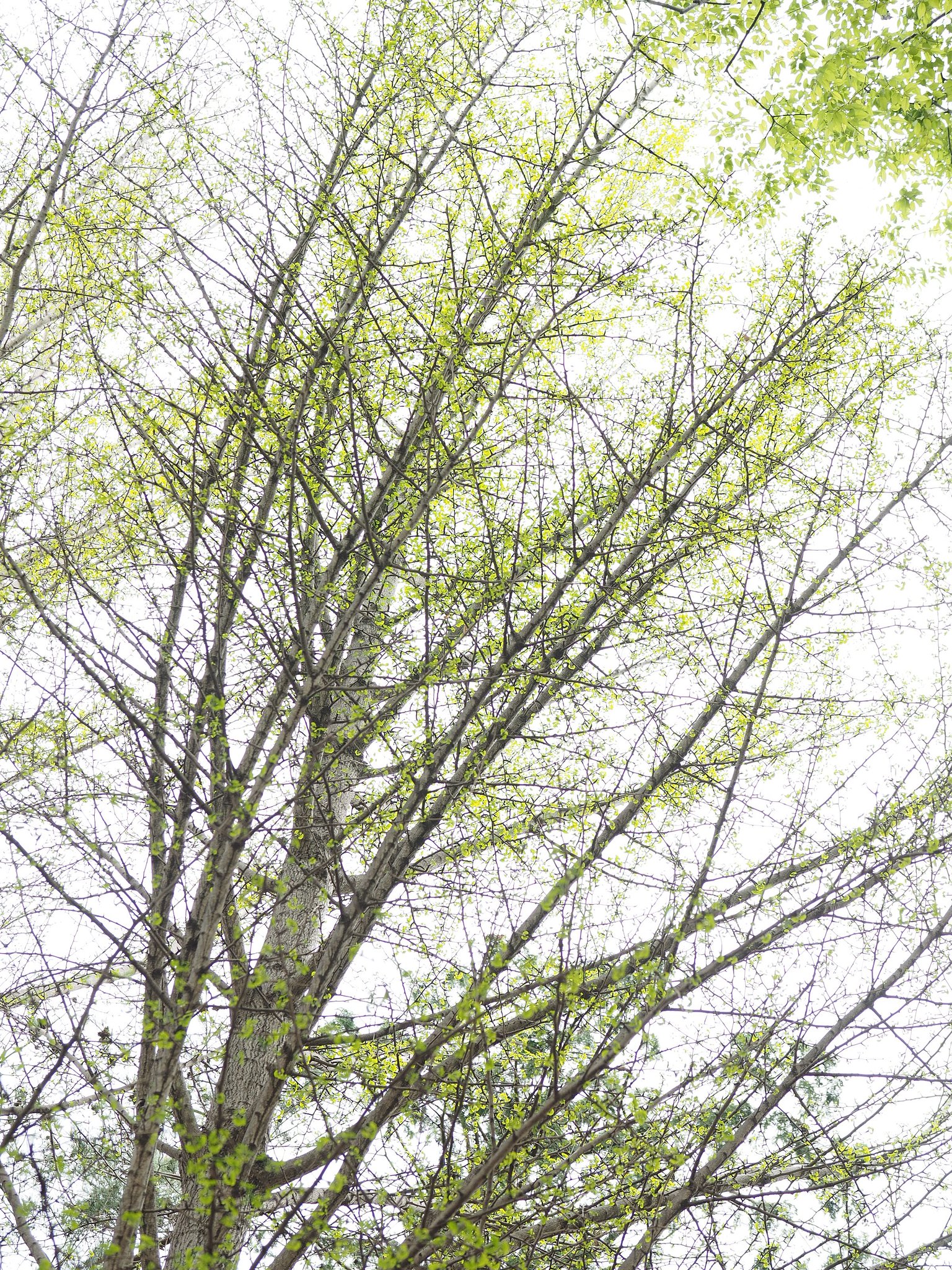 「LET IT GREEN」2017V2