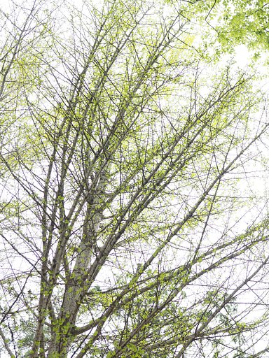 「LET IT GREEN」2017V2