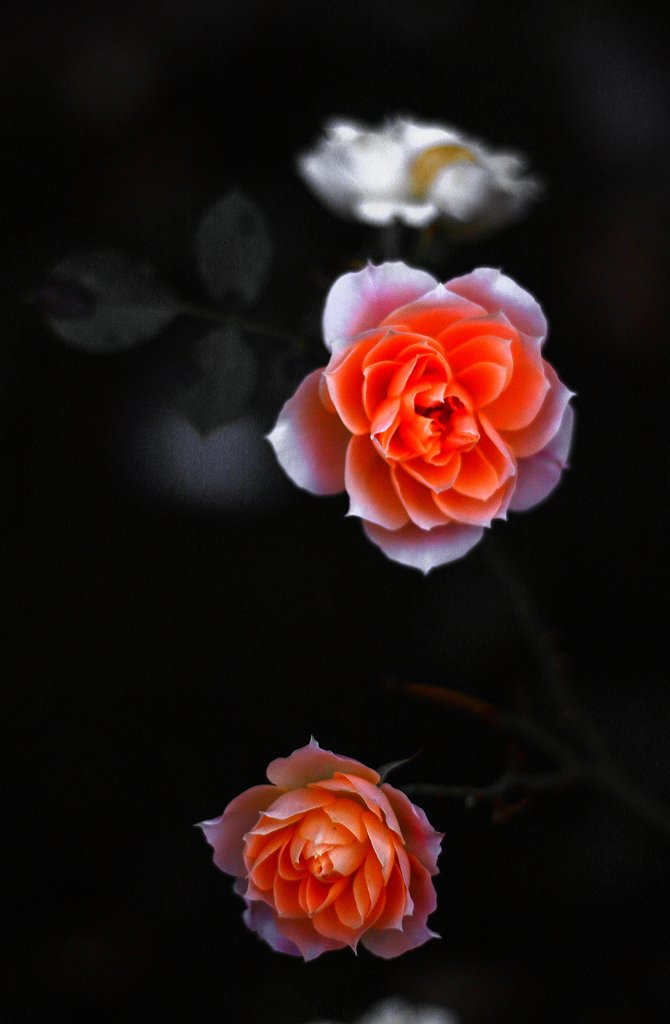 お気に入りの写真　薔薇