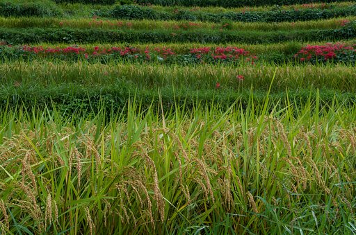 SIGMA 30mm F1.4 DC HSM