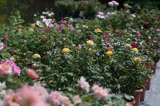 秋薔薇