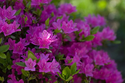 SIGMA MACRO 70mm F2.8