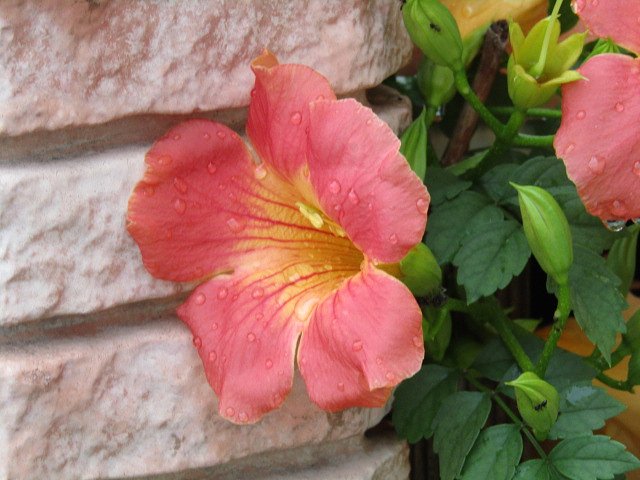 ノウゼンカズラの花にレスが多いので　(;^_^A