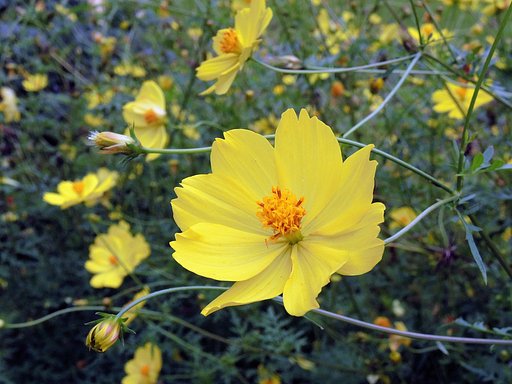 黄花コスモス