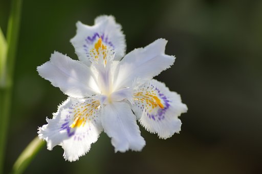 射干　開花！