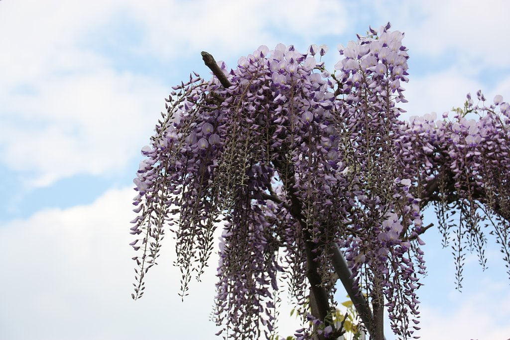 藤の花