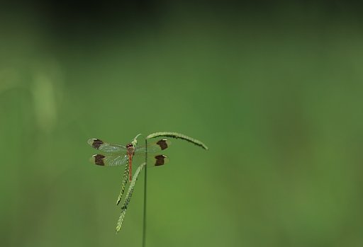 秋のトンボ