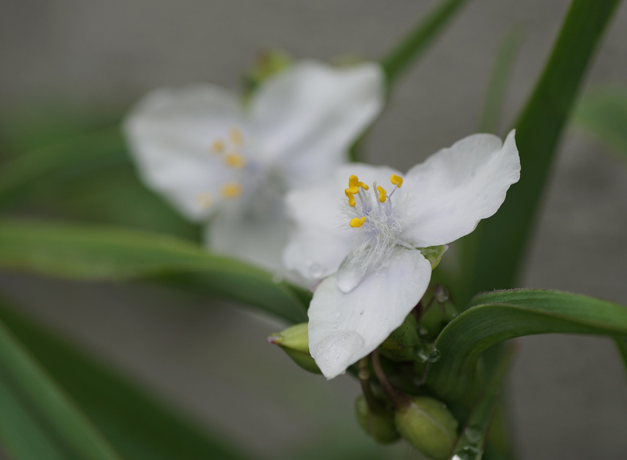 白い紫露草
