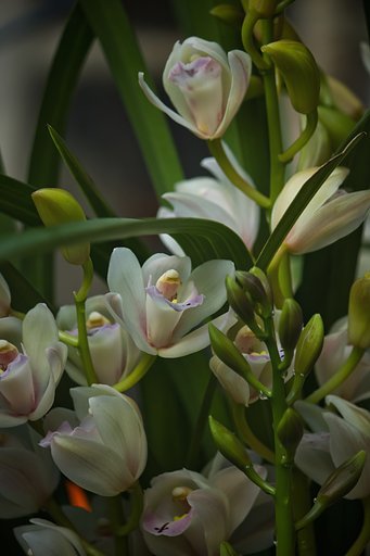 花盛りのシンビジューム