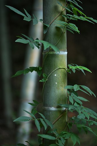 SP 90mm F/2.8 Di MACRO 