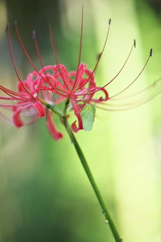 雨のあとに