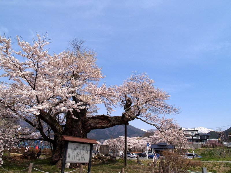 さかさ桜と少しだけ雪山