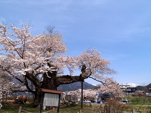 さかさ桜と少しだけ雪山