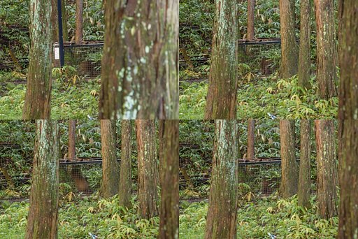 イノシシ？