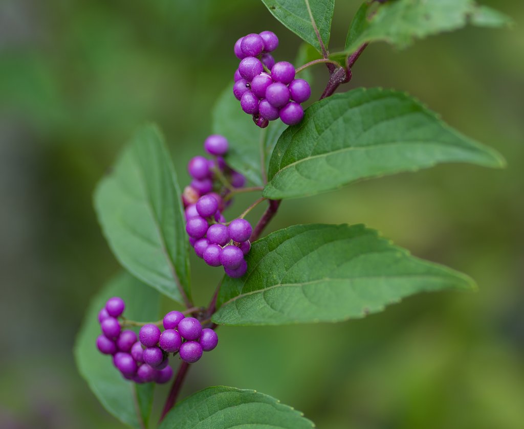 PENTAX-D FA MACRO 100mmF2.8