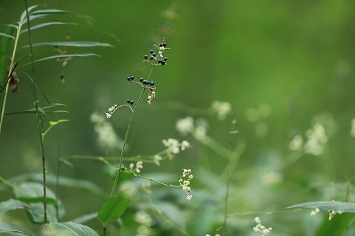 藪茗荷