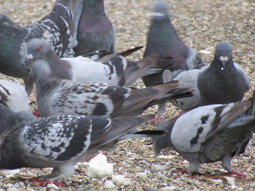 阿波の国中田町神社の風景、、鳩の食事です