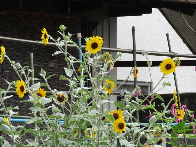 小さな花が集まると綺麗に見えるんです