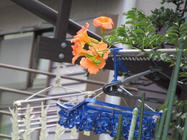鮮やかです　朝顔かな　素敵な色合です