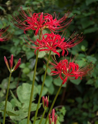 曼珠沙華
