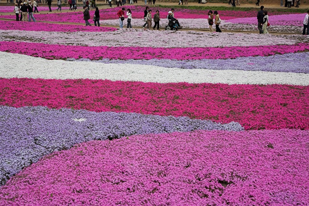 芝桜