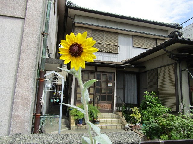 花一輪は小車の黄色い花かな