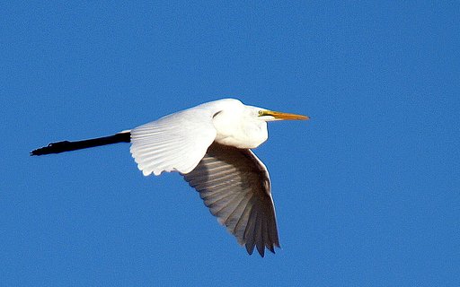 【天】青空とダイサギ