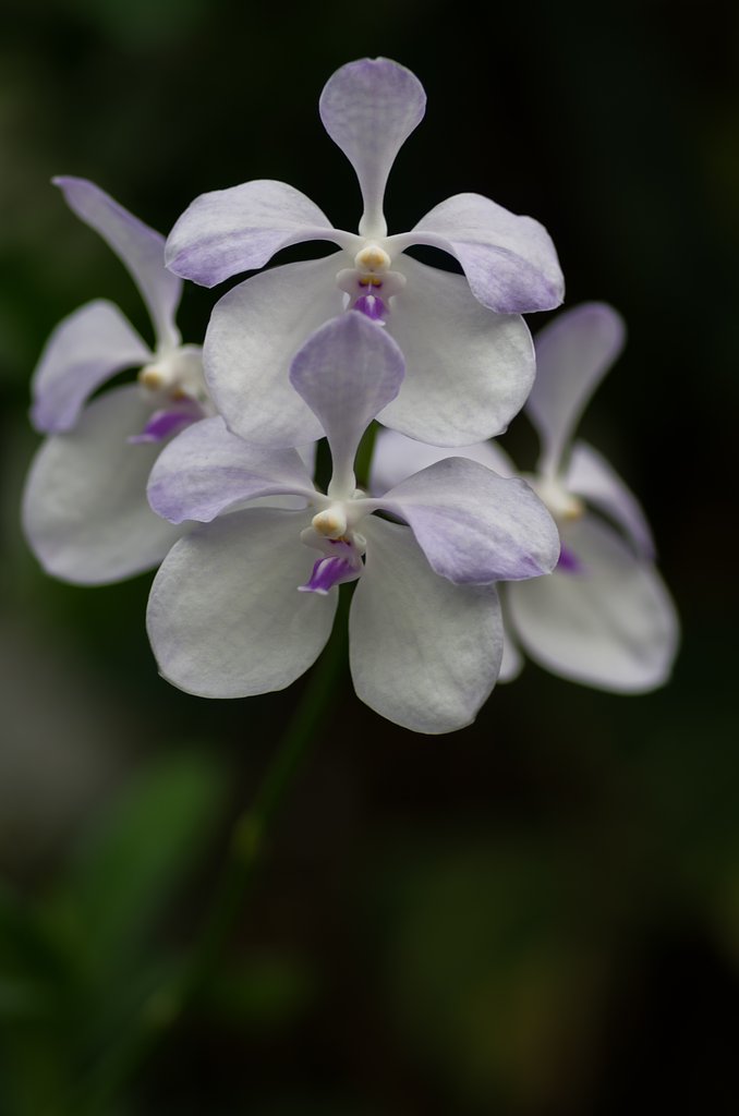 PENTAX-D FA MACRO 100mm F2.8