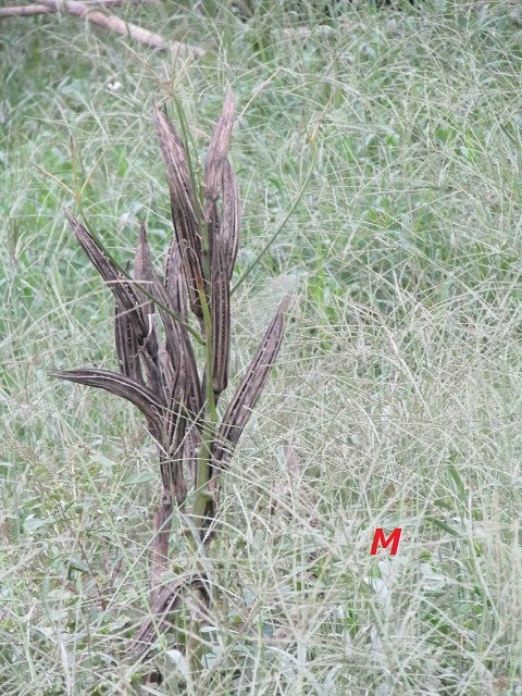 キヤノンデジタルカメラ　ＳＸ４１０ＩＳ　固定レンズ　マクロ～２０５０ミリ
