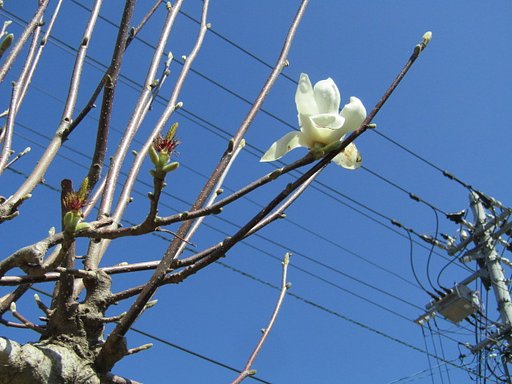 木蓮の咲く季節が懐かしい