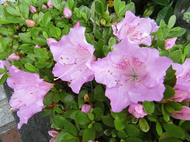 ４１美しい花を見つけてしまいました　公開さしてください