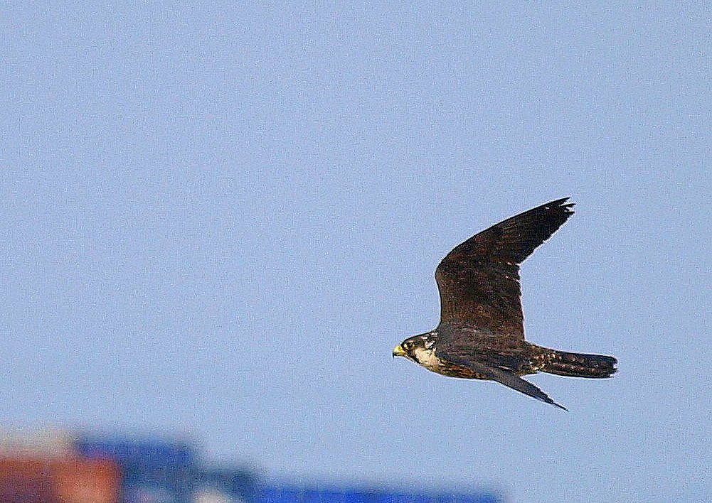 【天】青空を飛ぶ鳥　3