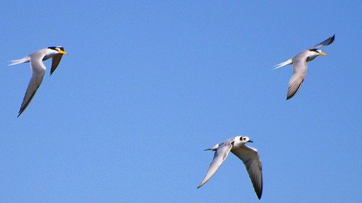 【天】青空を飛ぶ鳥　１