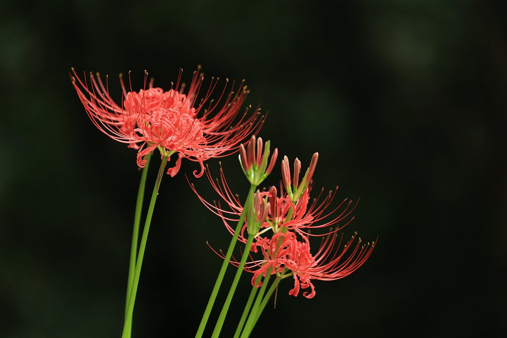 曼珠沙華