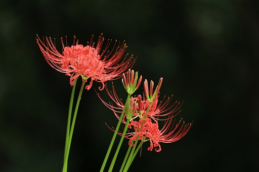 曼珠沙華