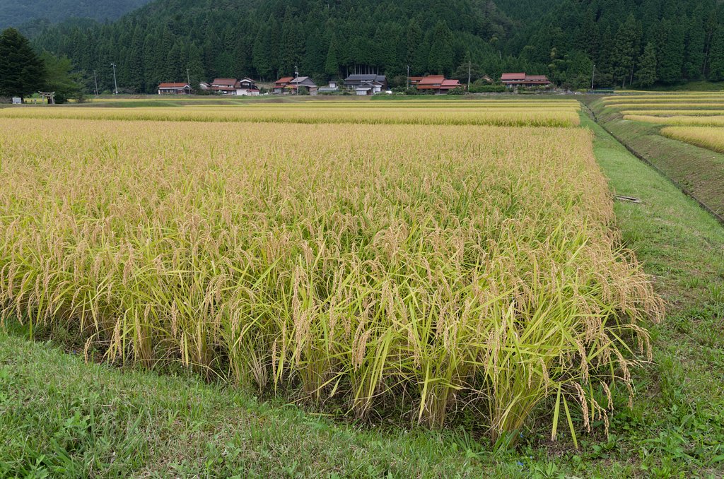 SIGMA 17-50mm F2.8 EX DC HSM 