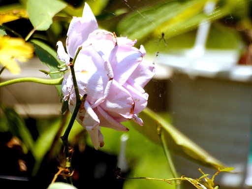 Olympus ZD70-300㎜F4‐5.6 ED