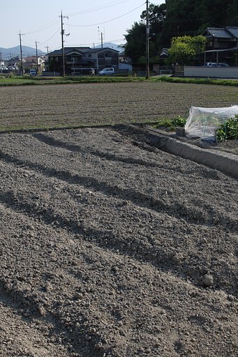実家での農作業