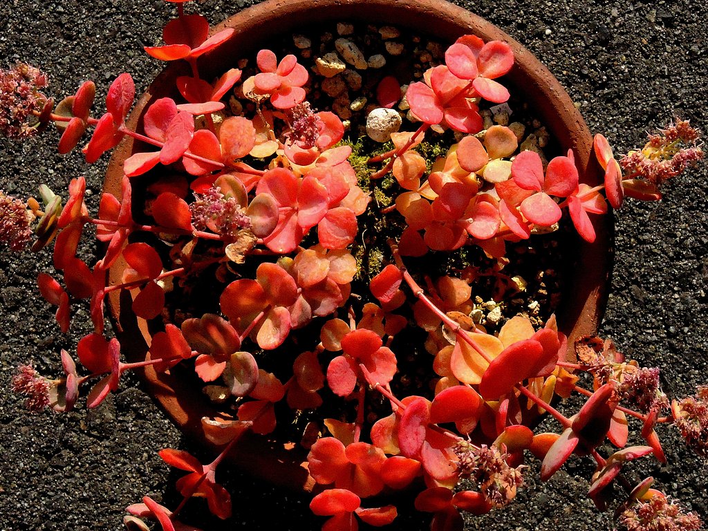 ミセバヤ　紅葉