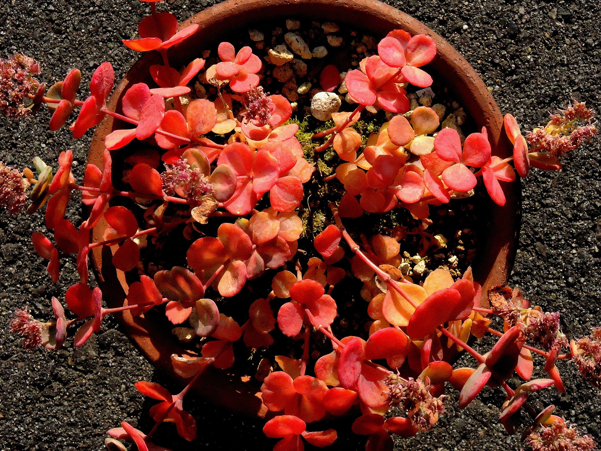 ミセバヤ　紅葉
