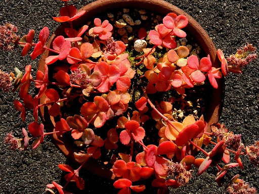 ミセバヤ　紅葉