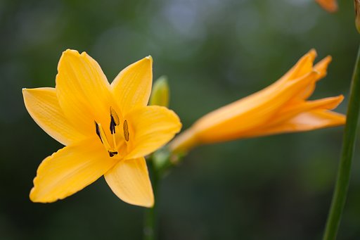 TAMRON SP AF 90mm F/2.8 MACRO1:1(172E)