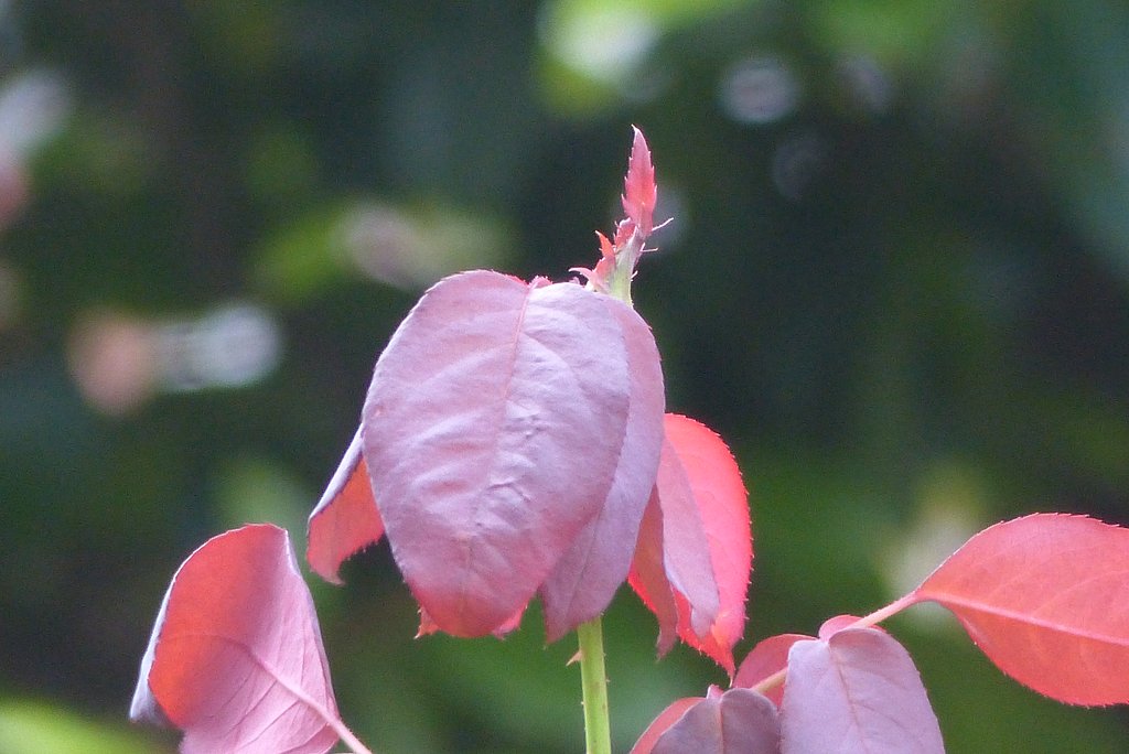 【色】紅の葉