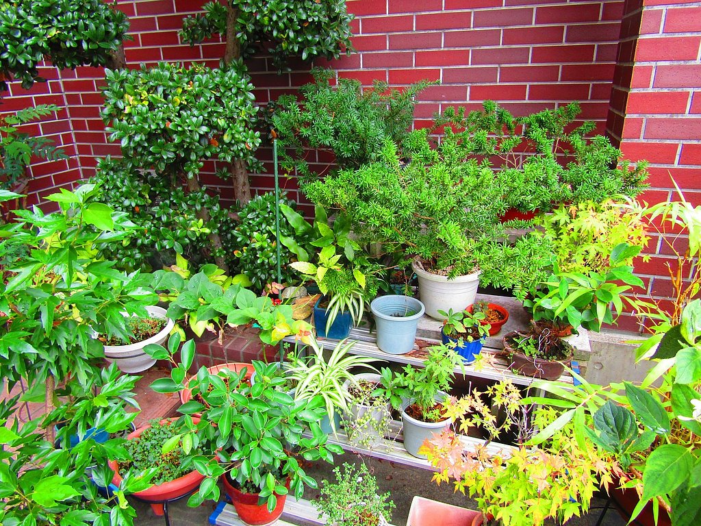 ☀秋☁　花壇に植える花＆草木　迷います