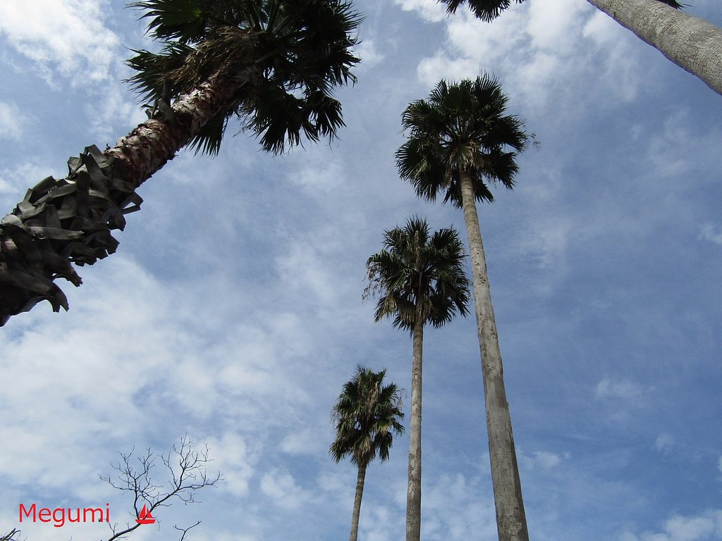 ヤシの木＆青空　いい日です