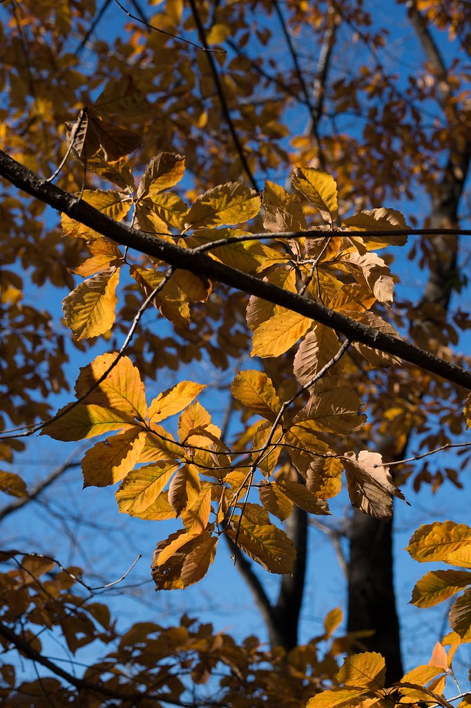 AF-S NIKKOR 50mm F1.8 G