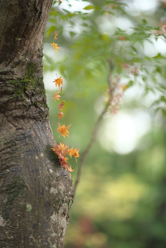 EF85 F1.2LⅡ