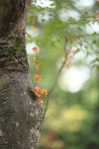 EF85 F1.2LⅡ